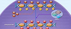 DNA Methylation and Transcriptional Repression